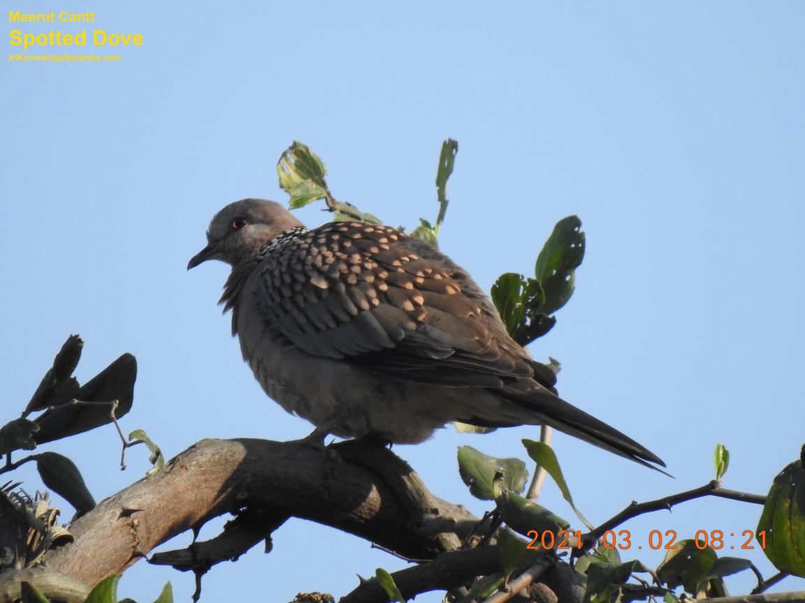 Dove Spotted (125) Coming Soon